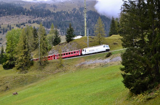 Albula_82.jpg